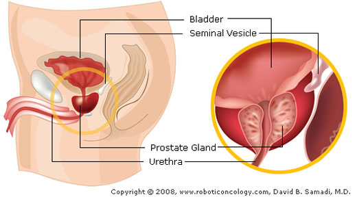 Prostate anatomy